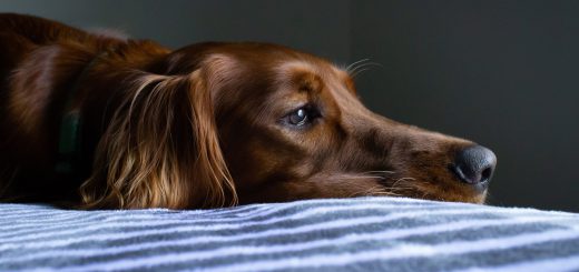 腎臓療法食とは 犬と猫の獣医栄養学