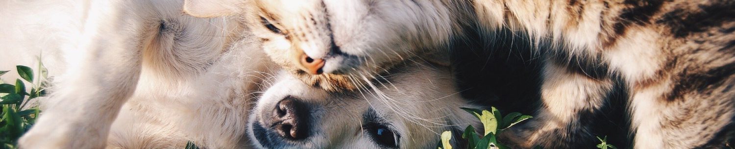 犬と猫の獣医栄養学