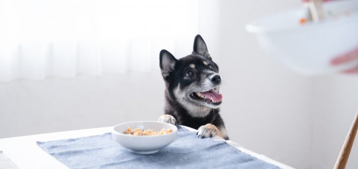 犬と猫の獣医栄養学 エビデンスに基づく犬と猫の栄養学を